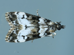 Eudonia protorthra