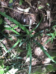 Asplenium attenuatum