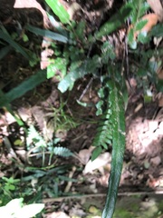 Asplenium attenuatum