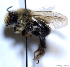 Anthophora bomboides bomboides
