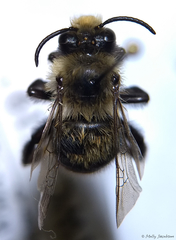 Anthophora bomboides bomboides