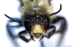 Anthophora bomboides bomboides