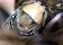 Anthophora bomboides bomboides