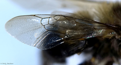 Anthophora bomboides bomboides
