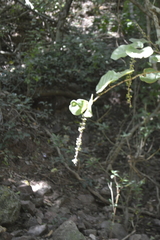 Coccoloba barbadensis