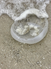 Rhizostomatoidea