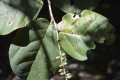 Coccoloba barbadensis