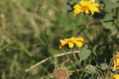 Tithonia tubaeformis