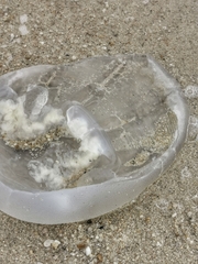 Rhizostomatoidea