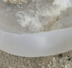 Rhizostomatoidea