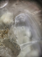 Rhizostomatoidea