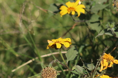 Tithonia tubaeformis