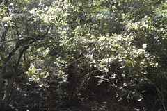 Coccoloba barbadensis