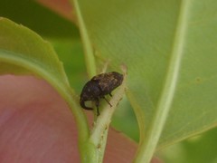 Glyptobaris lecontei