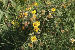 Tithonia tubaeformis