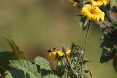 Tithonia tubaeformis