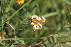 Tithonia tubaeformis