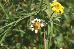 Tithonia tubaeformis