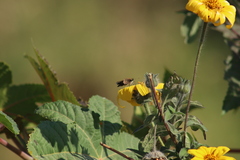 Tithonia tubaeformis