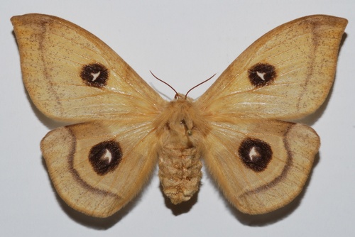 Tau Emperor Moth