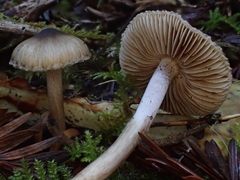 Inocybe fuscodisca