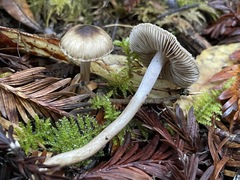 Inocybe fuscodisca