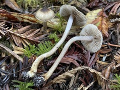 Inocybe fuscodisca