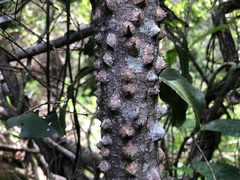 Zanthoxylum brachyacanthum