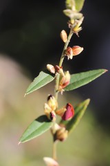 Bossiaea ornata