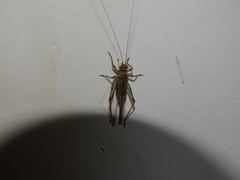 Svistella bifasciata