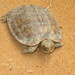 Arakan Forest Turtle - Photo (c) bangladeshpythonproject, some rights reserved (CC BY-NC)