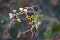 Simsia lagasceiformis