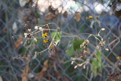 Simsia lagasceiformis