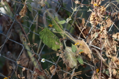 Simsia lagasceiformis