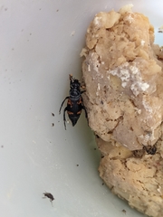Nicrophorus nepalensis