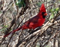Cardinalis cardinalis superbus
