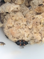 Nicrophorus nepalensis