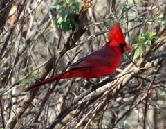 Cardinalis cardinalis superbus