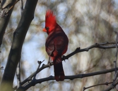 Cardinalis cardinalis superbus