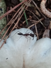 Odontomachus chelifer