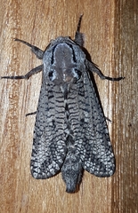 Endoxyla amphiplecta