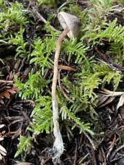 Pseudobaeospora stevensii