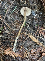 Pseudobaeospora stevensii