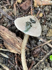 Pseudobaeospora stevensii