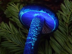 Entoloma subcarneum