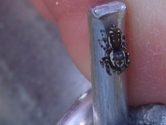 Salticidae