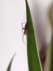 Oxyopes