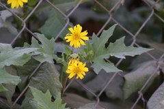 Smallanthus maculatus