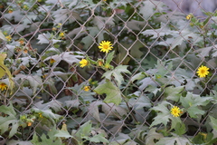 Smallanthus maculatus