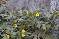 Smallanthus maculatus